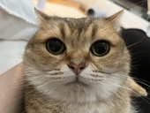 せん妄100%