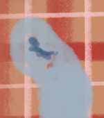 おから