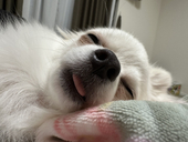 にゃんたろ
