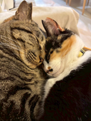にゃんこ