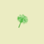霜ぱせり