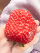 ひめ