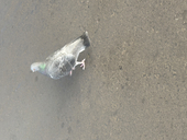 がんも