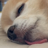 さきちゃん