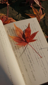 楓