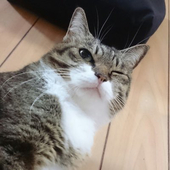 ちょこぴ