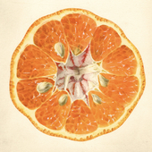 G. Trifoliata