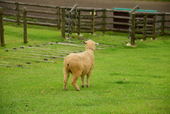 イッヌ