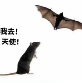 嘛吊