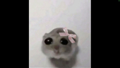タピオカマン！