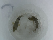 あぽろ