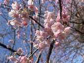 だやん