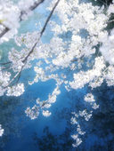 藤秉痕