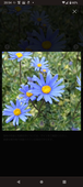 Daisy