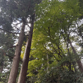 酢