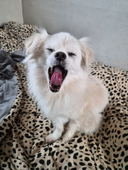 피치