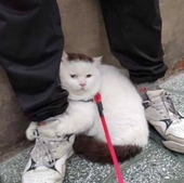 たこ