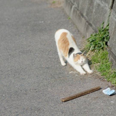 けけ