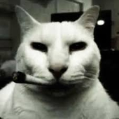 6 🐱