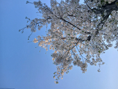 タコナツ