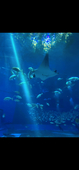 クラゲ