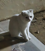 kami