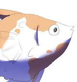 ﾊﾞﾆﾗ