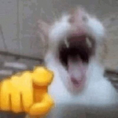 InconitoCat