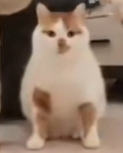 么嗷猫