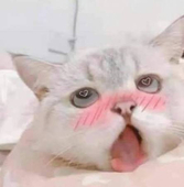 松屋の子