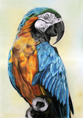 Nature Arts