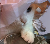 焦げたマグロ