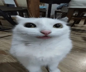 jsbj