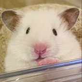 盧