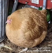 ไก่กลม