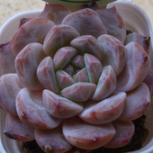 麁玉18