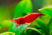ShrimpU