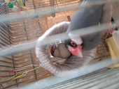 じゅ
