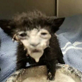 小猫