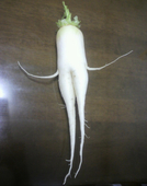りすけ