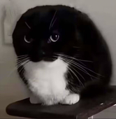 柒双铃