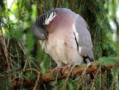 鳩サンド