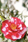 ❖マグノリア❖