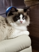 拾三號