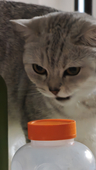 CNorten