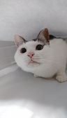 ねこなり