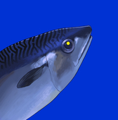 SABA-TABA