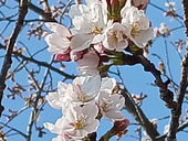 Yuki