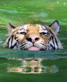 糊虎生威