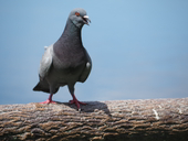 PikoriSano